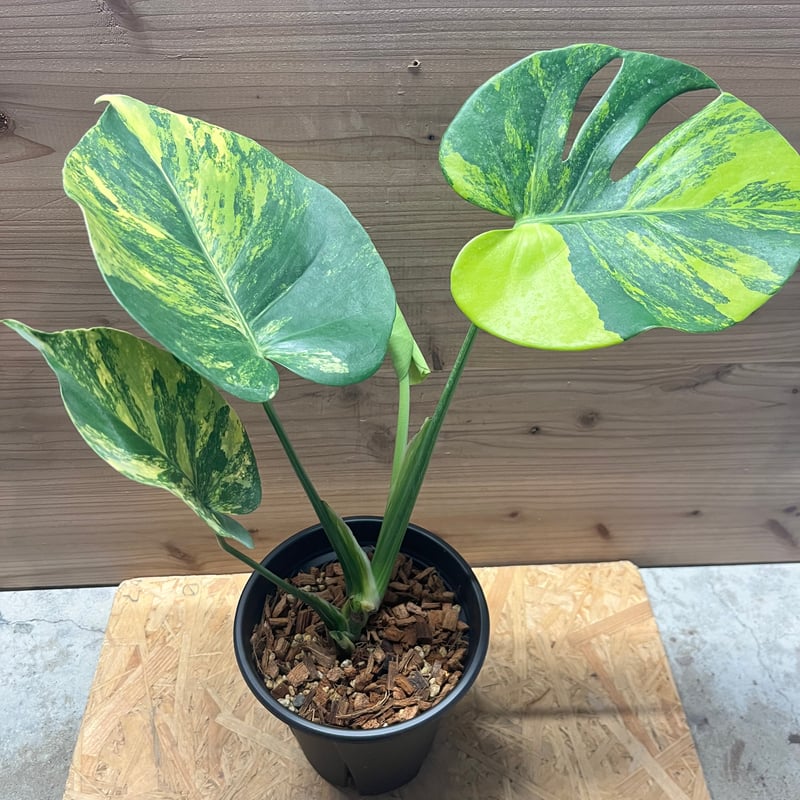 モンステラ デリシオーサ 'ポンポン' | GREEN LUCK