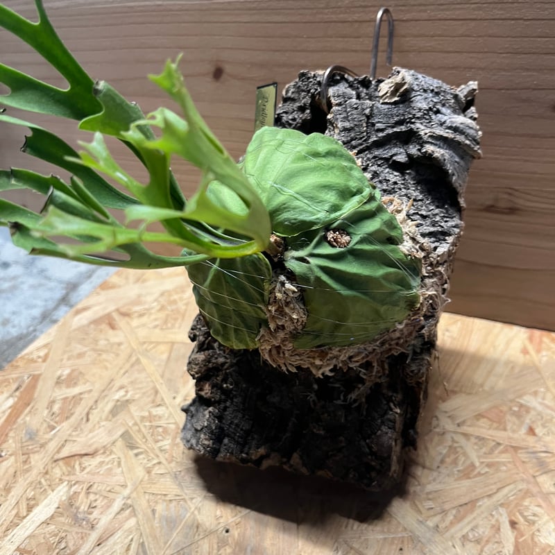 ビカクシダ リドレイ パカラン | GREEN LUCK