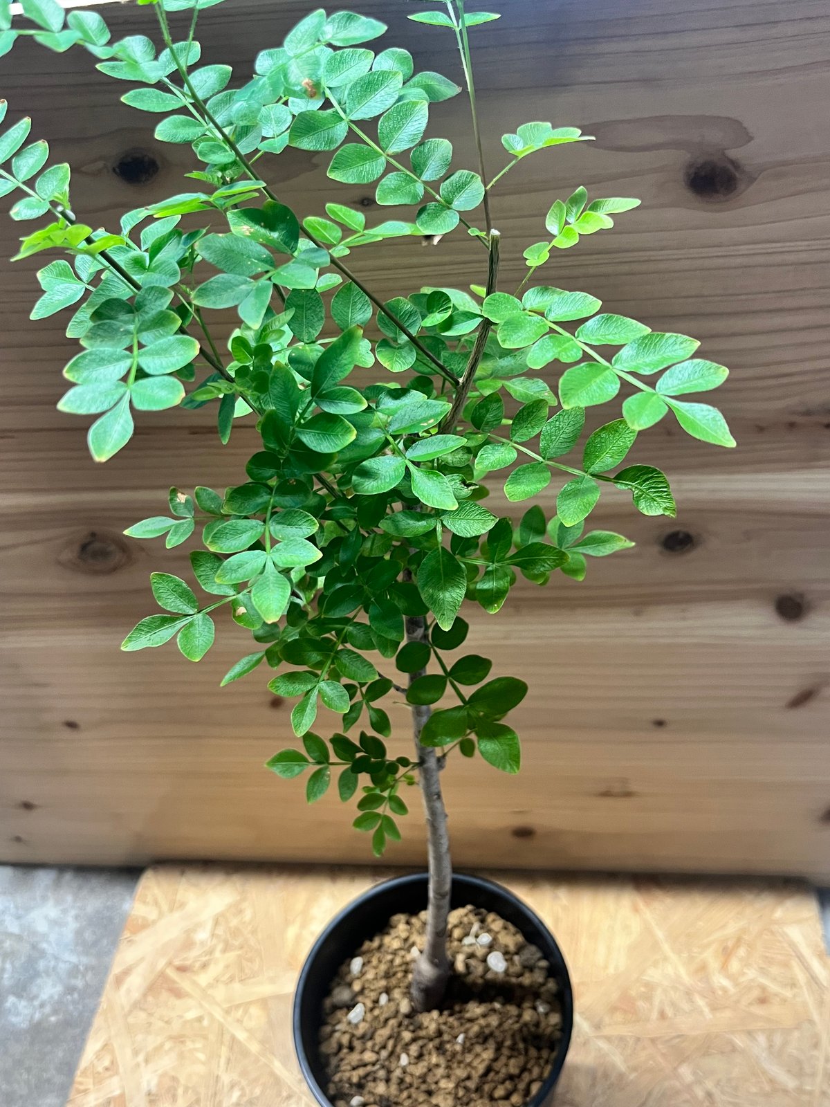 オペルクリカリア ボレアリス | GREEN LUCK