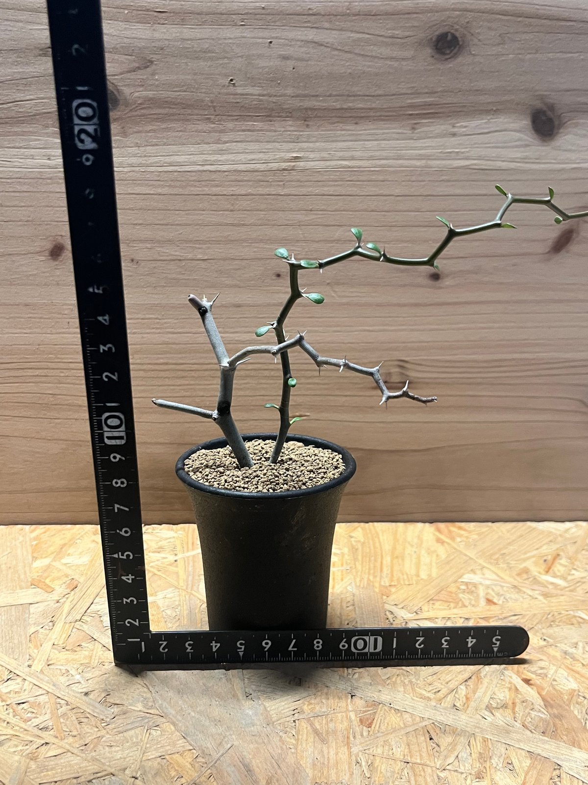 デカリア マダガスカリエンシス ジグザグの木 | GREEN LUCK