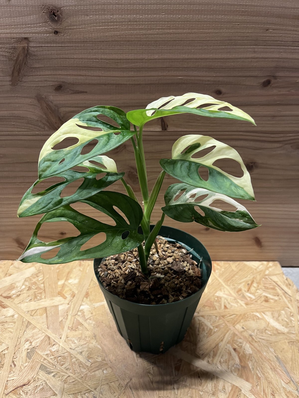 斑入りマドカズラ | GREEN LUCK