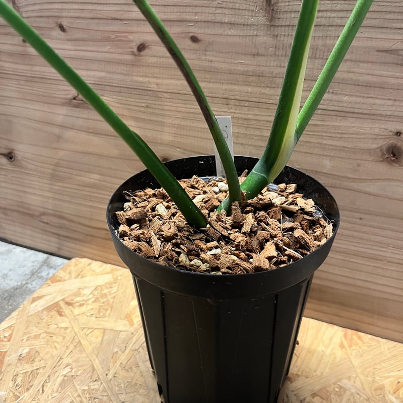 モンステラ デリシオーサ 'マクロコズム' | GREEN LUCK