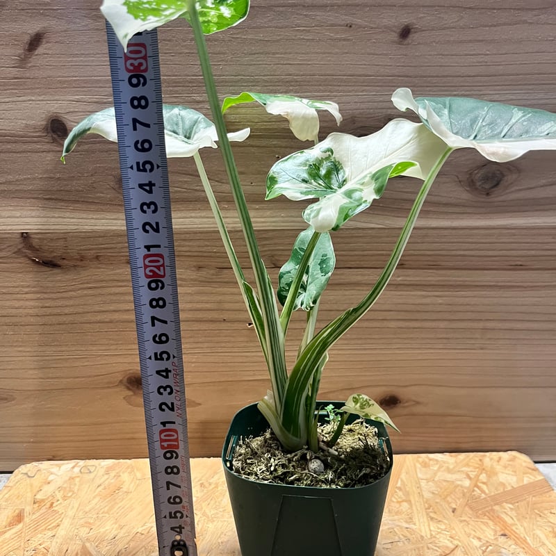 アロカシア オドラ クワズイモ 斑入り | GREEN LUCK