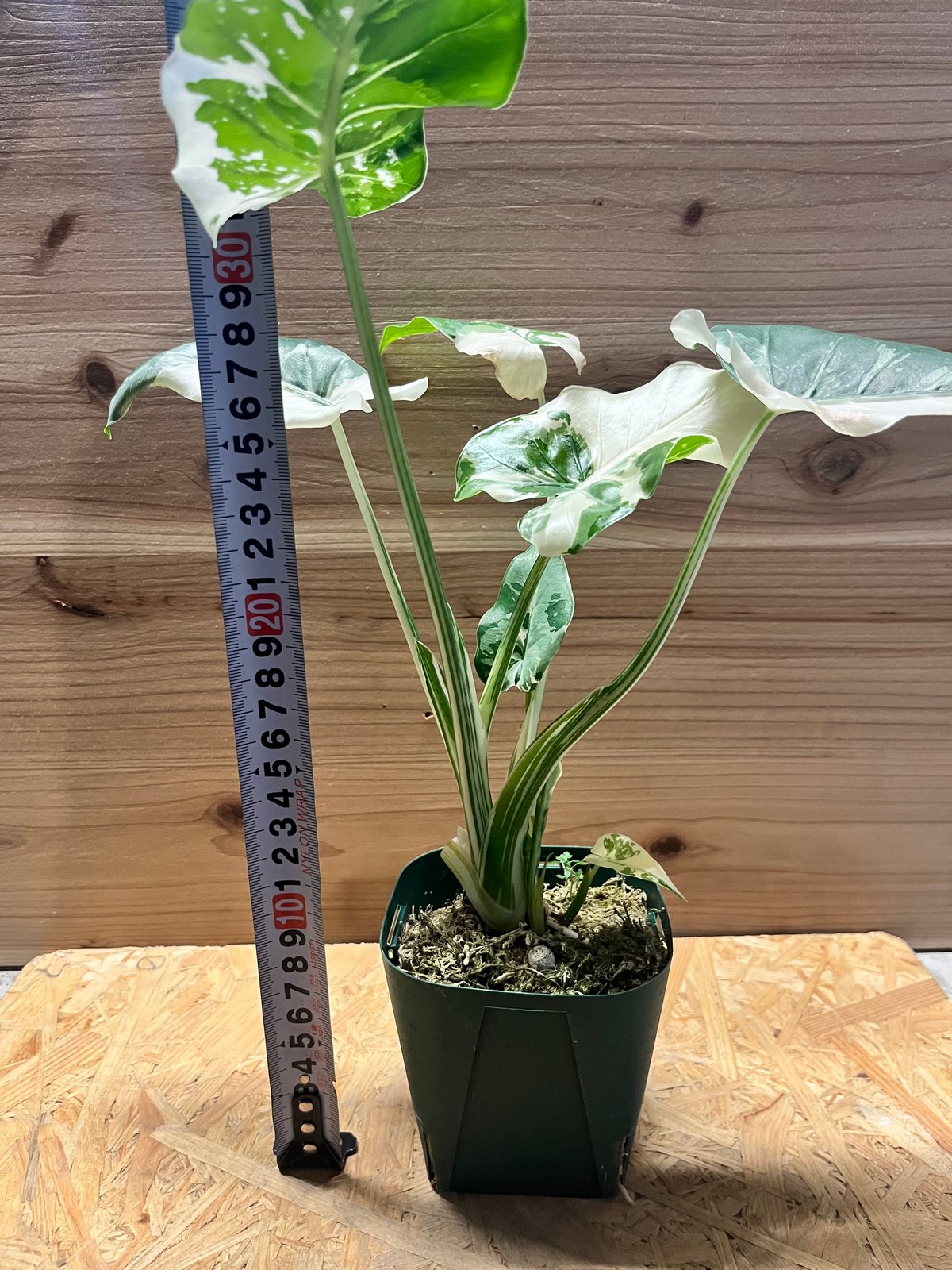 アロカシア オドラ クワズイモ 斑入り | GREEN LUCK