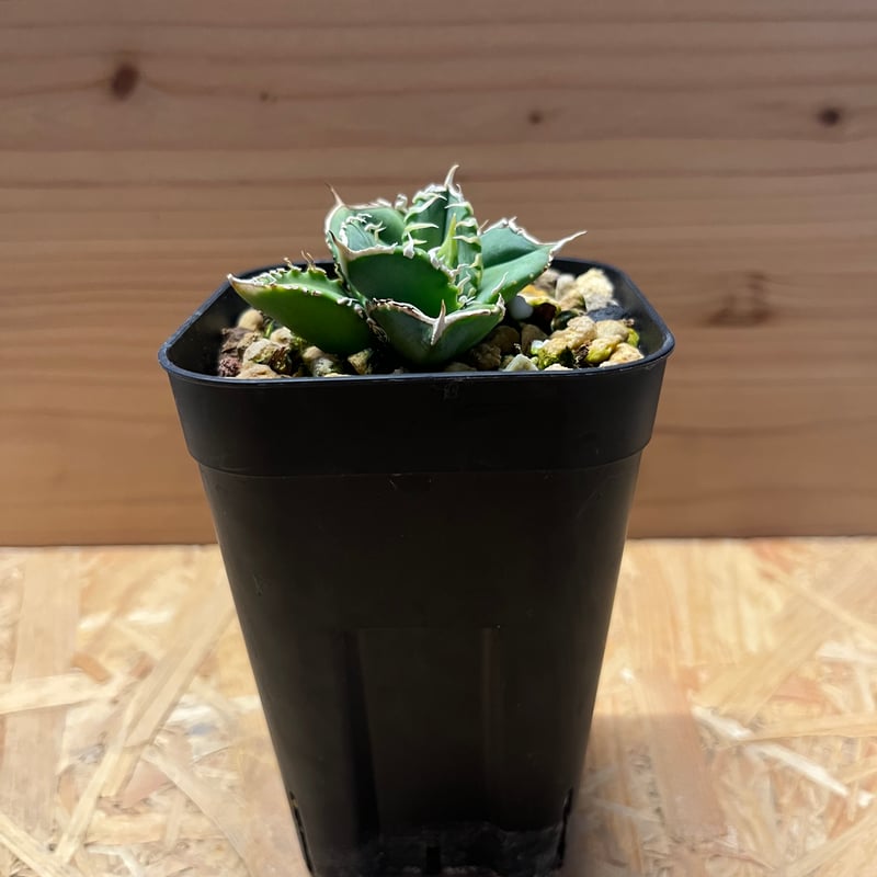 アガベ チタノタ 大白鯊 ホオジロザメ | GREEN LUCK