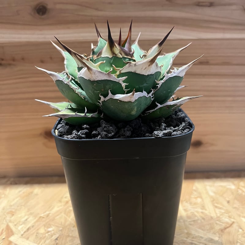 アガベ チタノタ オテロイ オアハカ | GREEN LUCK