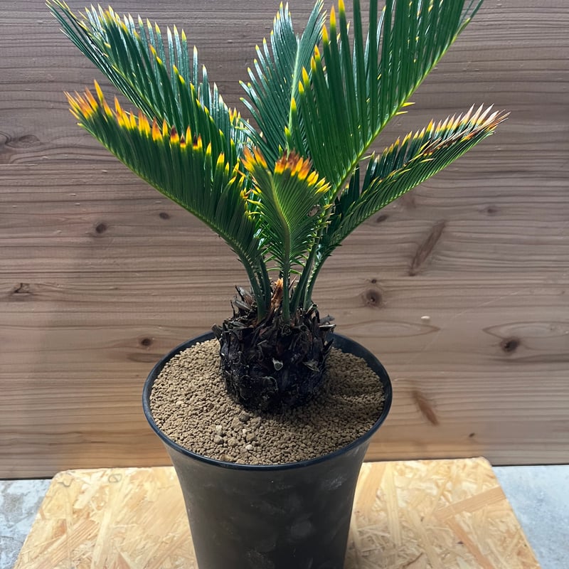 金環ソテツ | GREEN LUCK