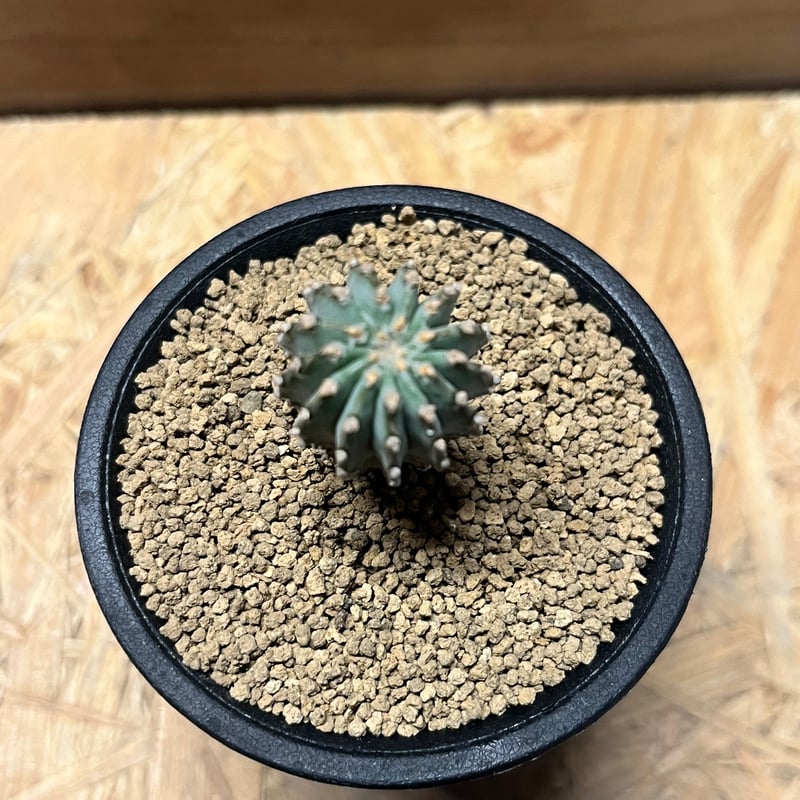 ゲオヒントニア メキシカーナ | GREEN LUCK