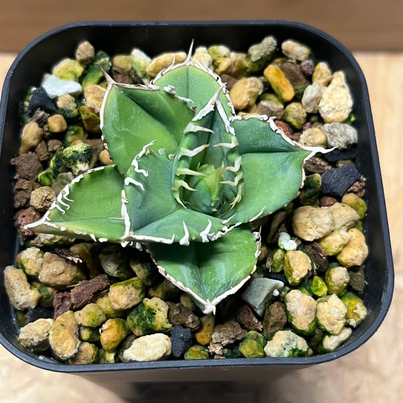 アガベ チタノタ 大白鯊 ホオジロザメ | GREEN LUCK