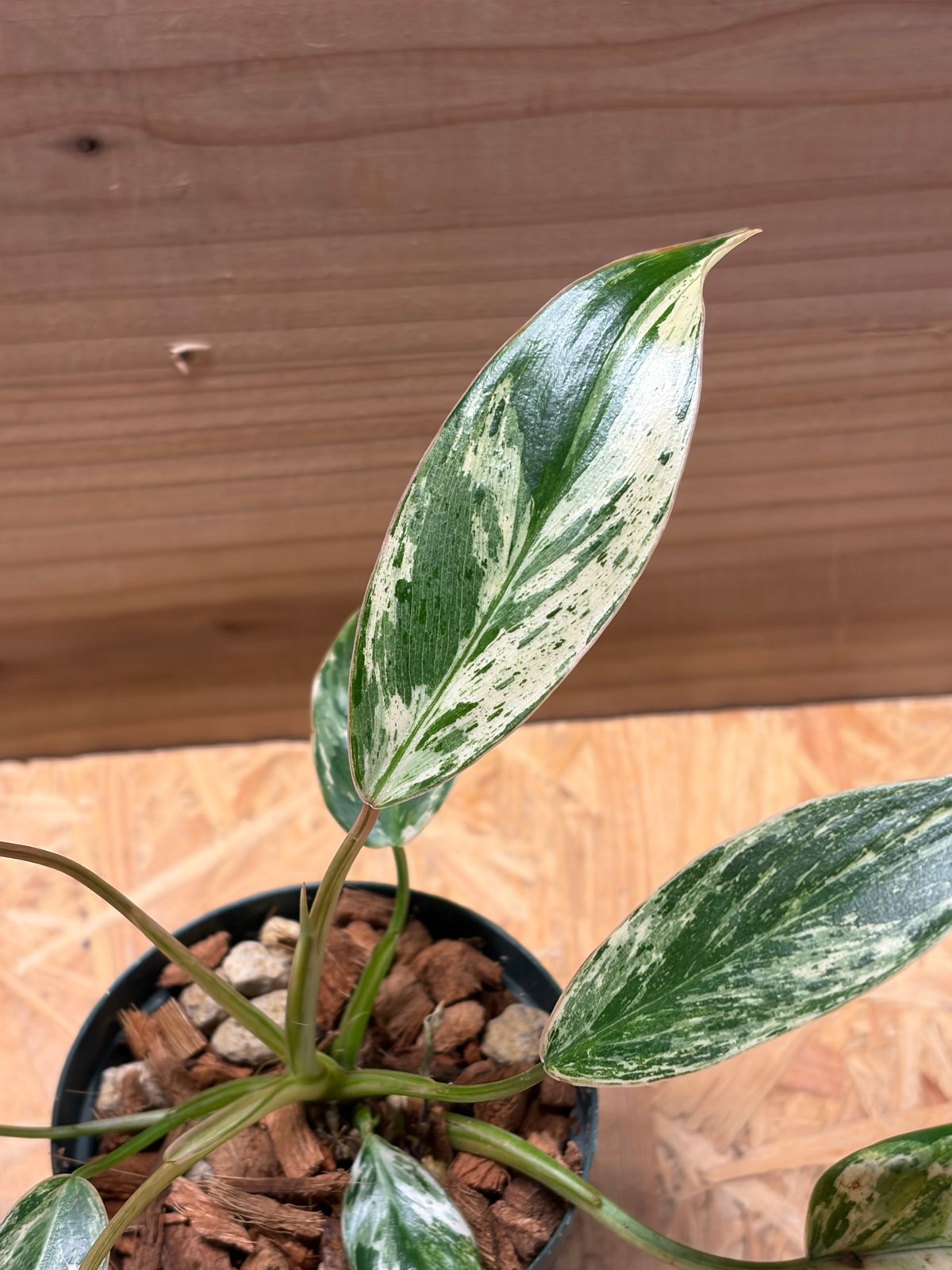 フィロデンドロン 'エメラルドクイーン' 斑入り | GREEN LUCK