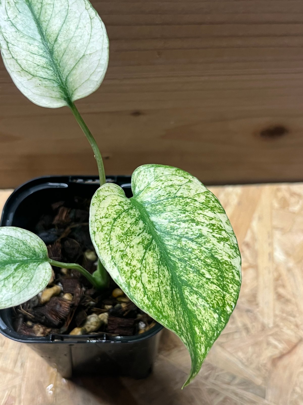 モンステラ デリシオーサ ミント | GREEN LUCK