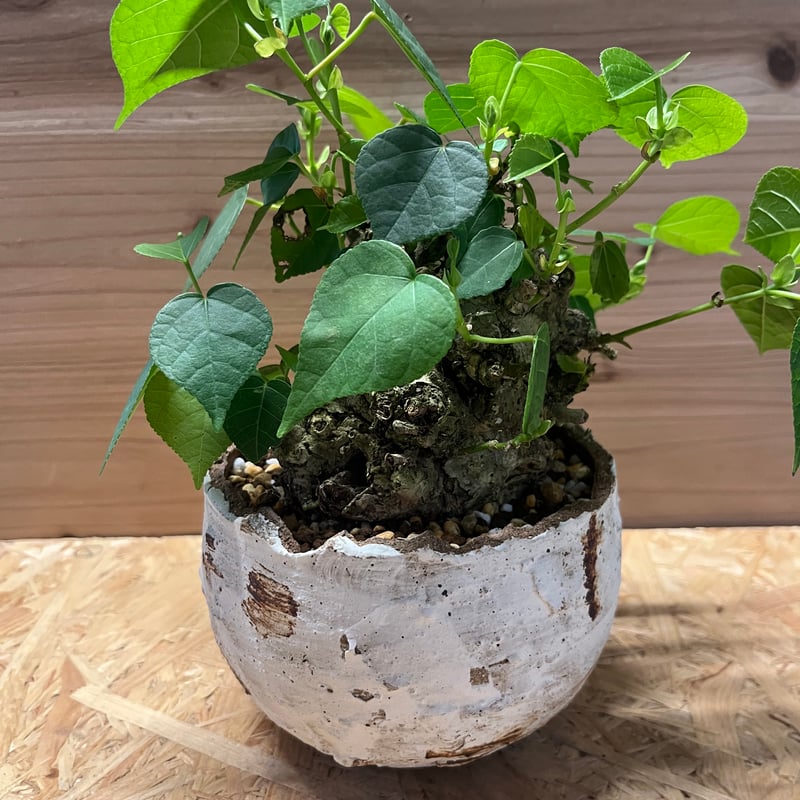 オオハマボウ （ユウナ） | GREEN LUCK