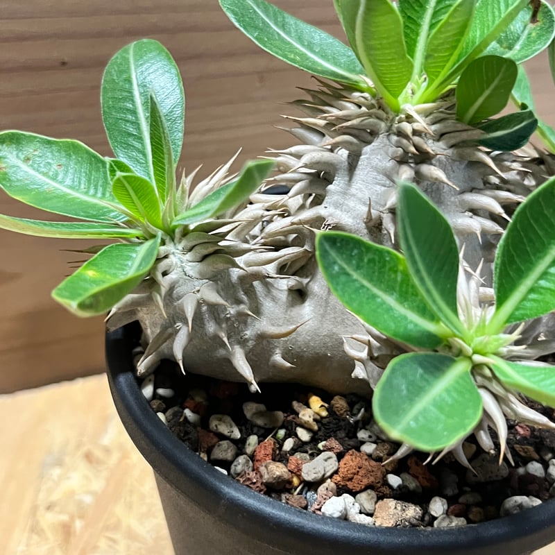 パキポディウム デンシカウレ 恵比寿大黒 | GREEN LUCK