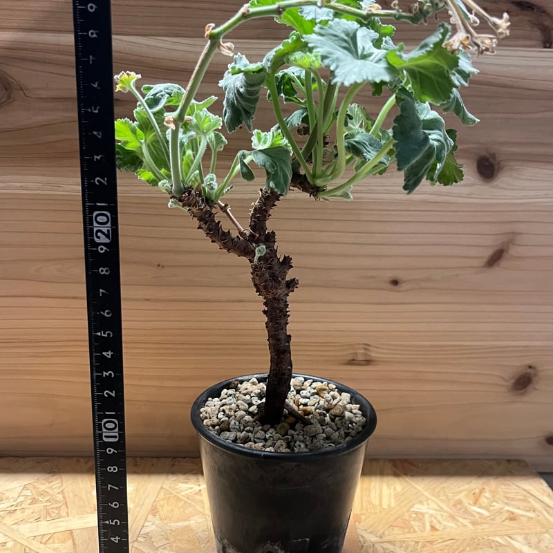 ペラルゴニウム ミラビレ | GREEN LUCK