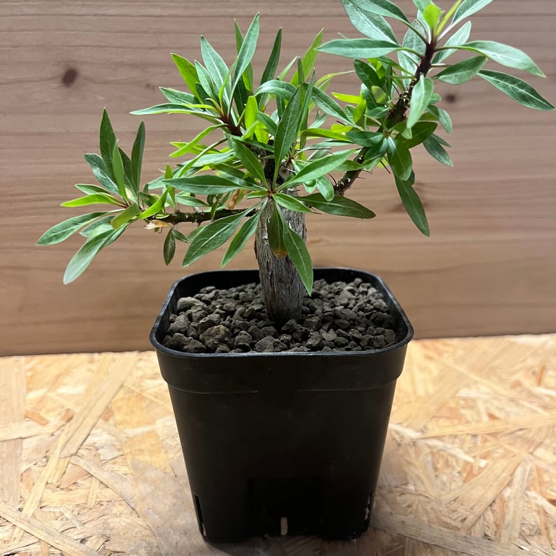 フォークイエリア プルプシー | GREEN LUCK