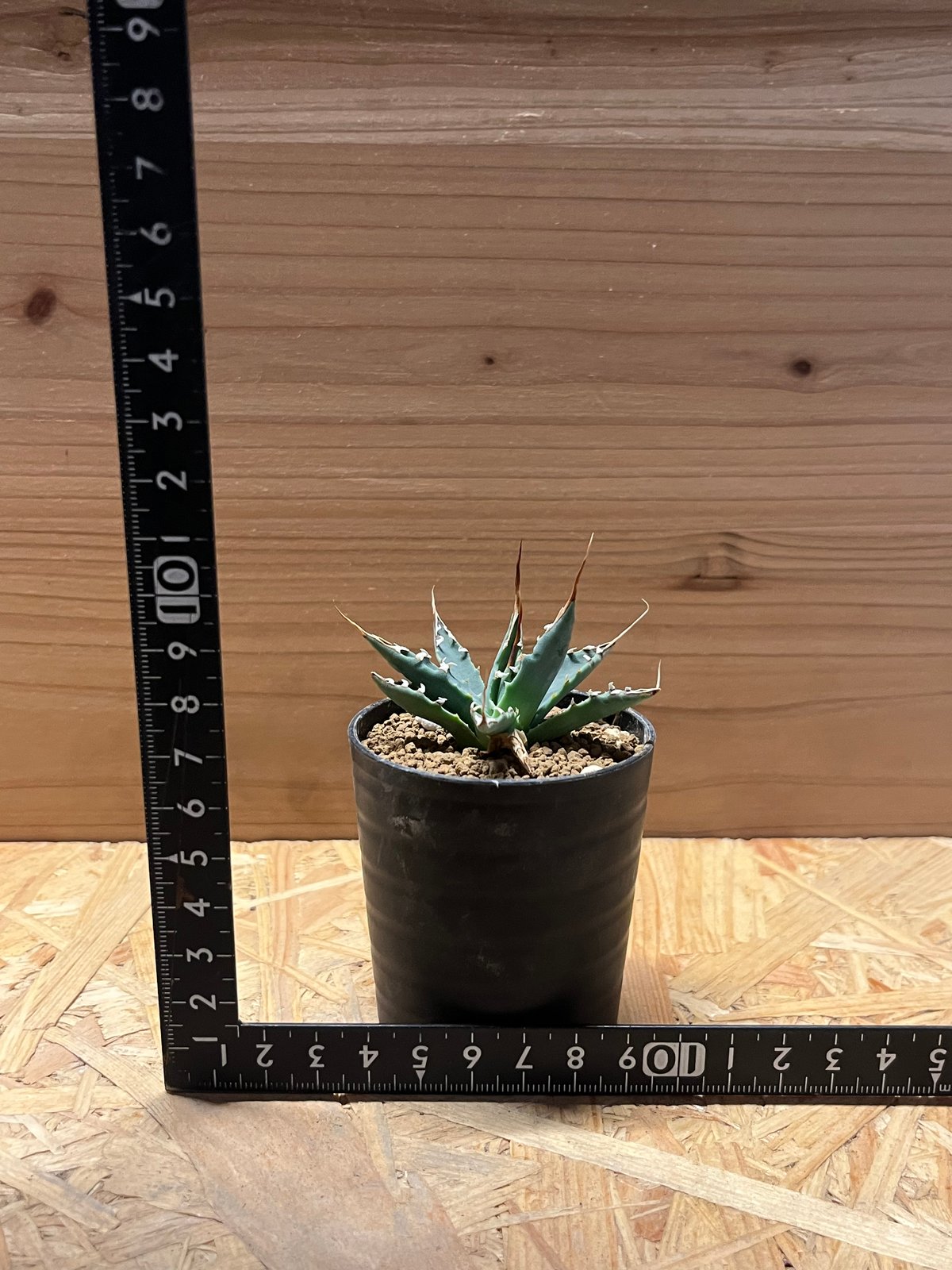 アガベ ユタエンシス エボリスピナ 実生 | GREEN LUCK