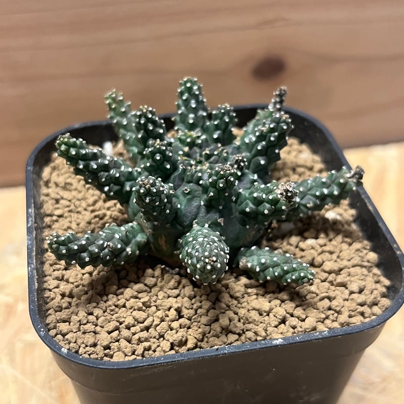 ユーフォルビア ガムケンシス | GREEN LUCK