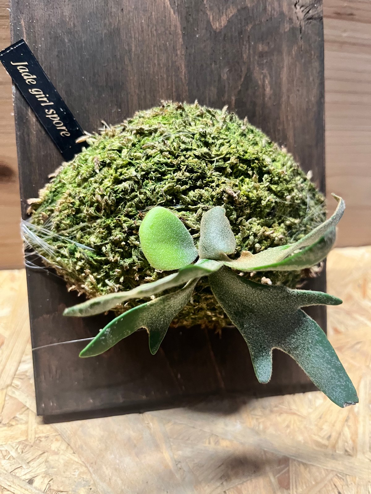 ビカクシダ ジェイドガール スポア | GREEN LUCK