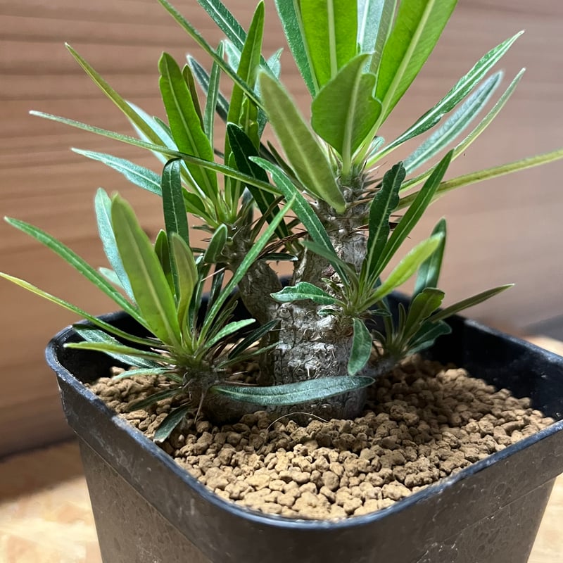 パキポディウム グラキリス 実生 | GREEN LUCK