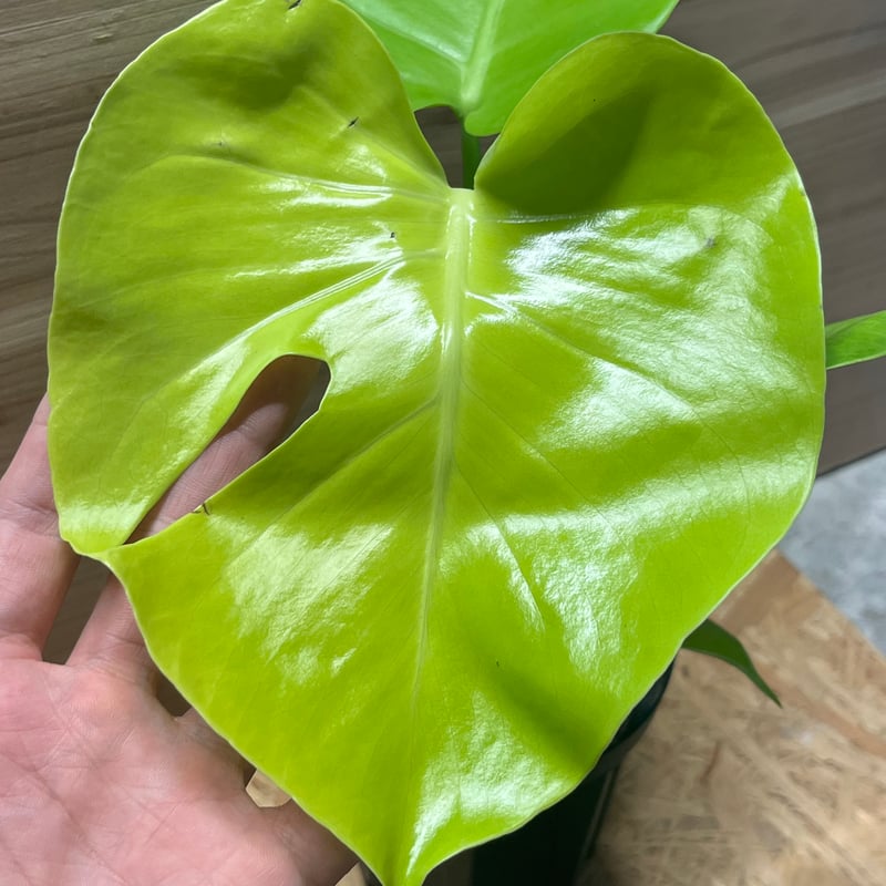 モンステラ デリシオーサ ゴールドリーフ | GREEN LUCK