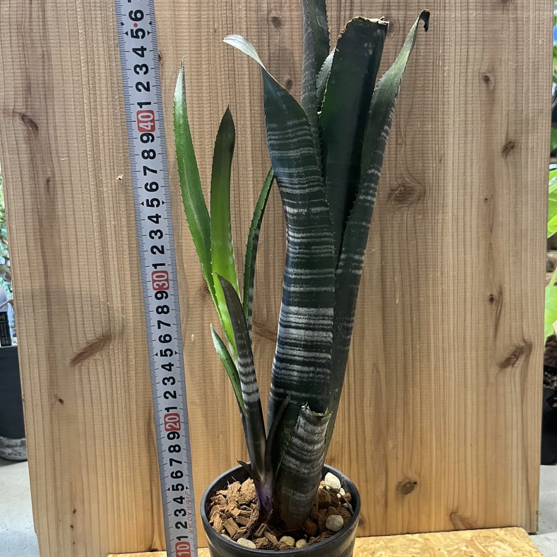 ビルベルギア ダースベイダー | GREEN LUCK