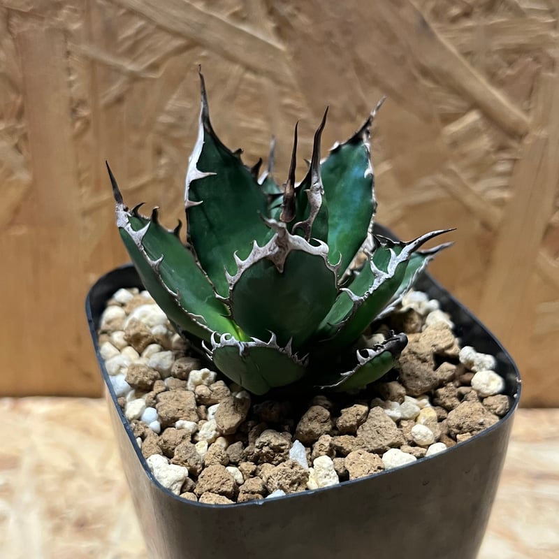 アガベ ホリダ 狂棘陽炎タイプ | GREEN LUCK
