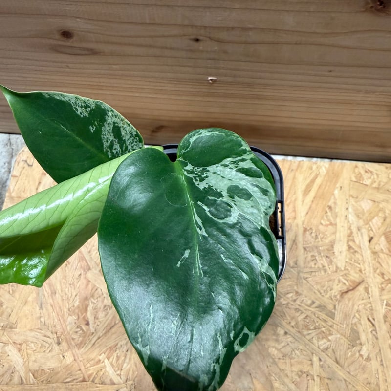 モンステラ デリシオーサ 'バルバソー' | GREEN LUCK