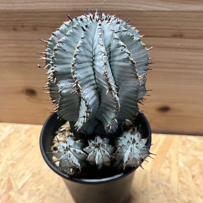 ユーフォルビア 白衣ホリダ 雌 | GREEN LUCK