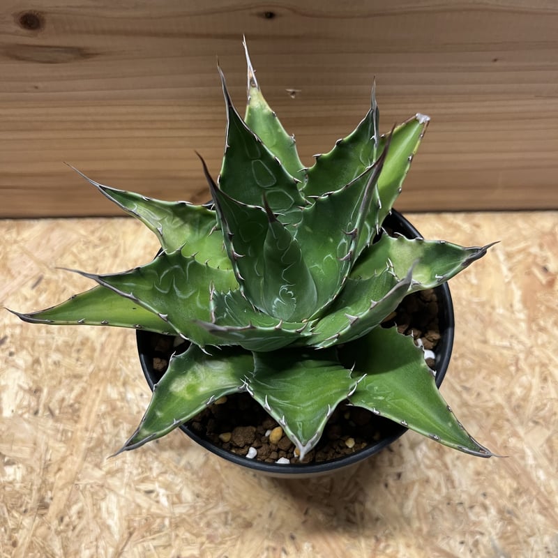 アガベ モンタナ | GREEN LUCK