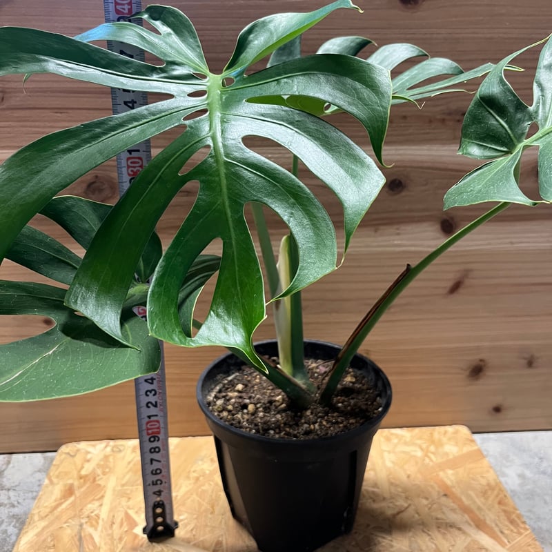 モンステラ斑入り デリシオーサ実生苗 10鉢セット モンステラ 斑入り