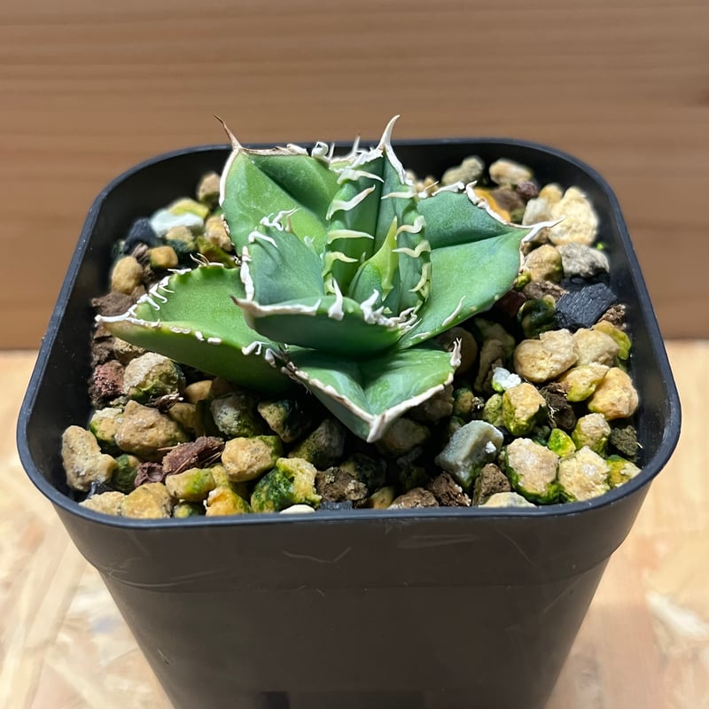 アガベ チタノタ 大白鯊 ホオジロザメ | GREEN LUCK