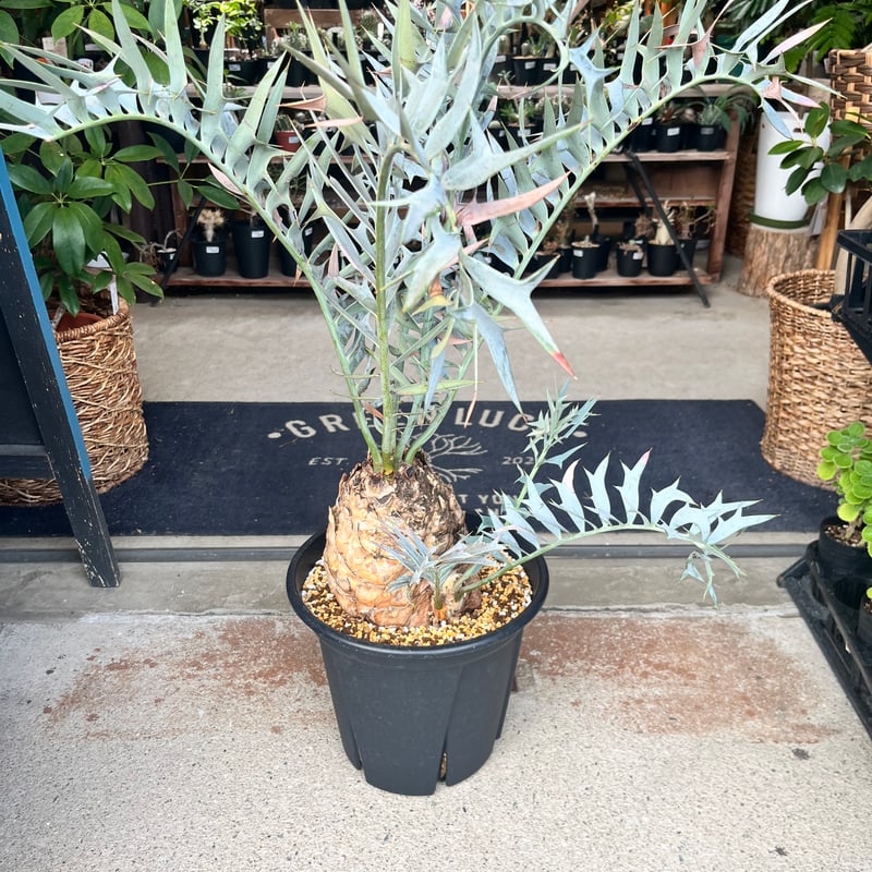 エンセファラルトス ホリダス | GREEN LUCK