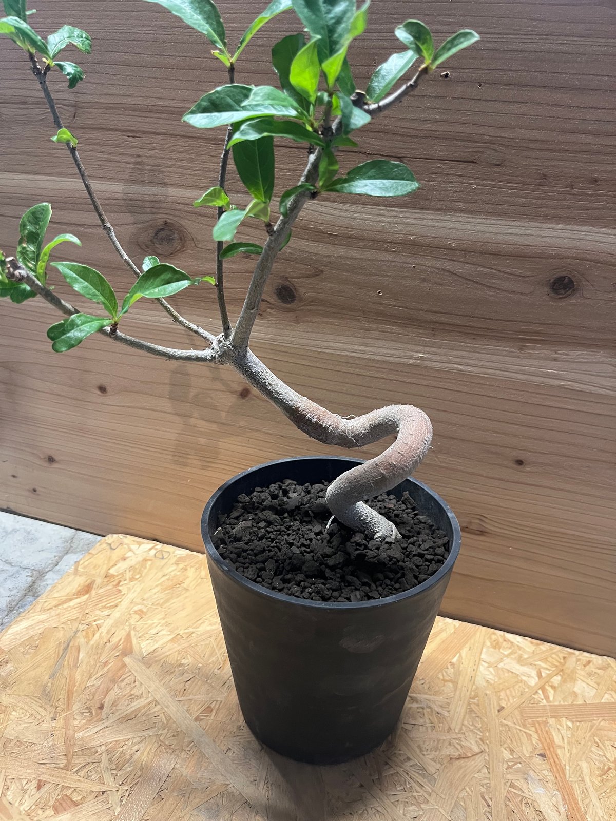 アダンソニア ディギタータ バオバブ | GREEN LUCK