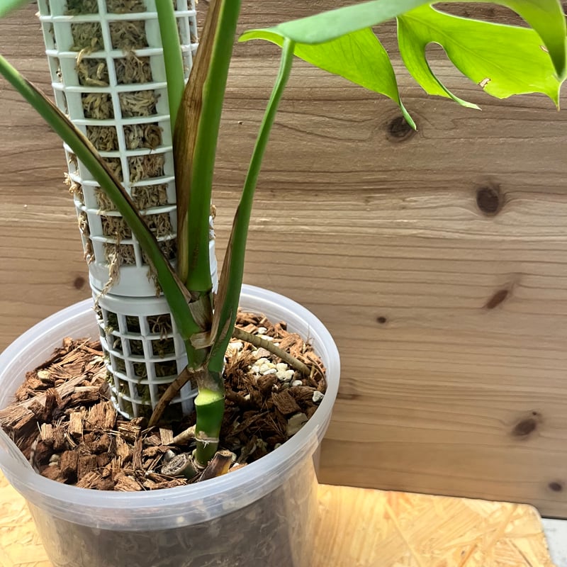 モンステラ デリシオーサvar.シエラナ | GREEN LUCK