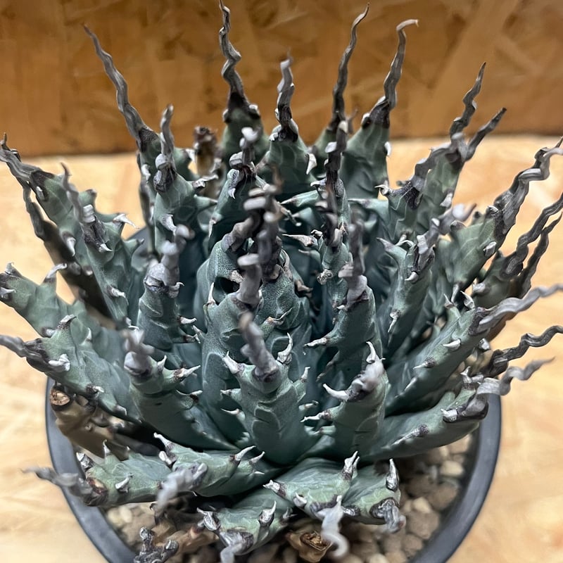 アガベ ユタエンシス エボリスピナ 陽炎 未発根 | GREEN LUCK