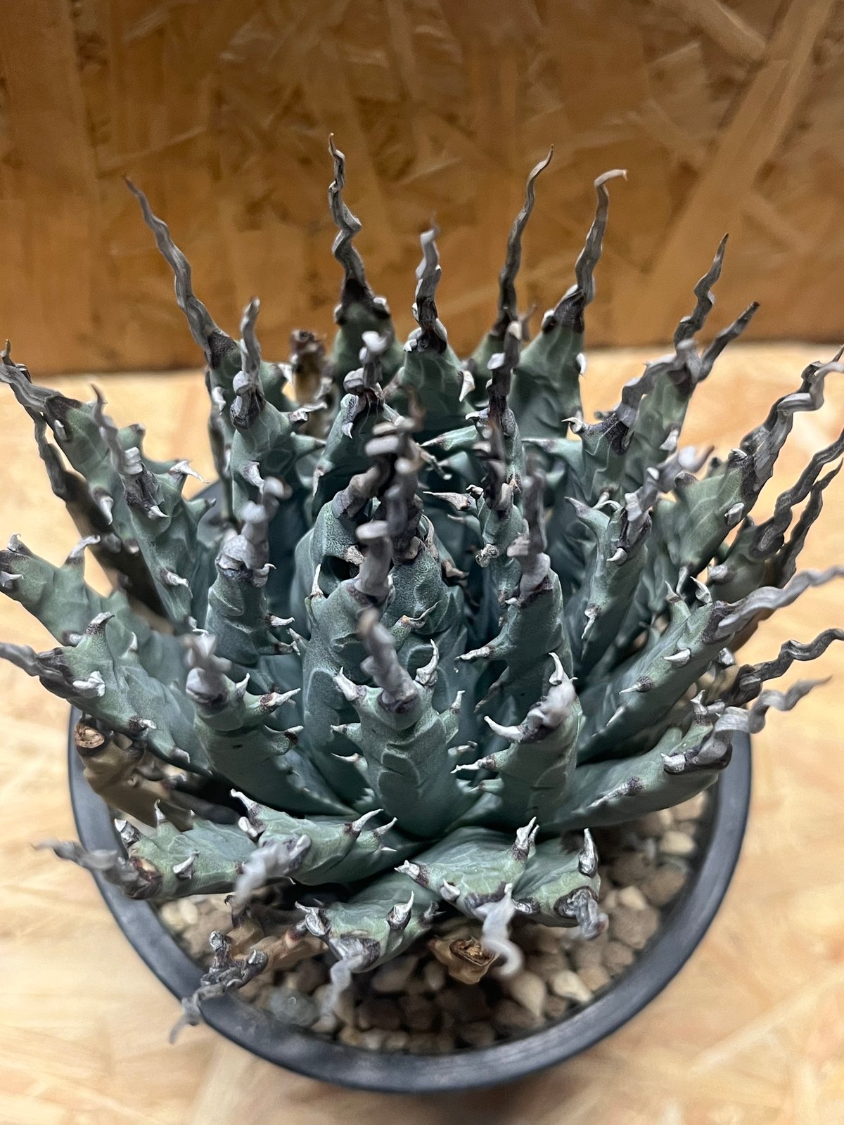 アガベ ユタエンシス エボリスピナ 陽炎 未発根 | GREEN LUCK