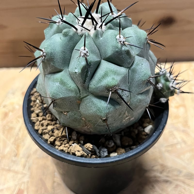 大きめコピアポアシネレア 国王丸 Copiapoa cinerea コピアポア
