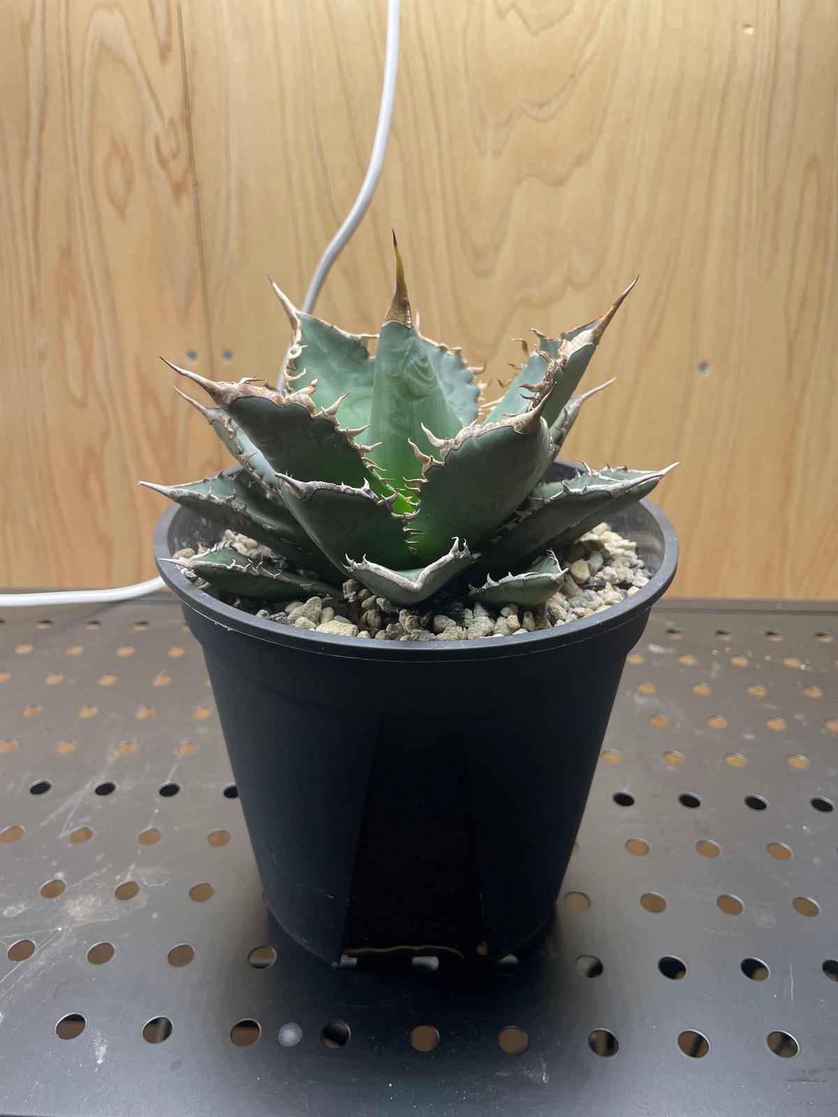 Agave.titanota neptune | admire