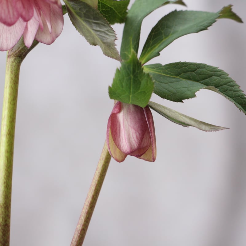 Ya-15 クリスマスローズ 【大和園】 | ローザンベリー多和田公式