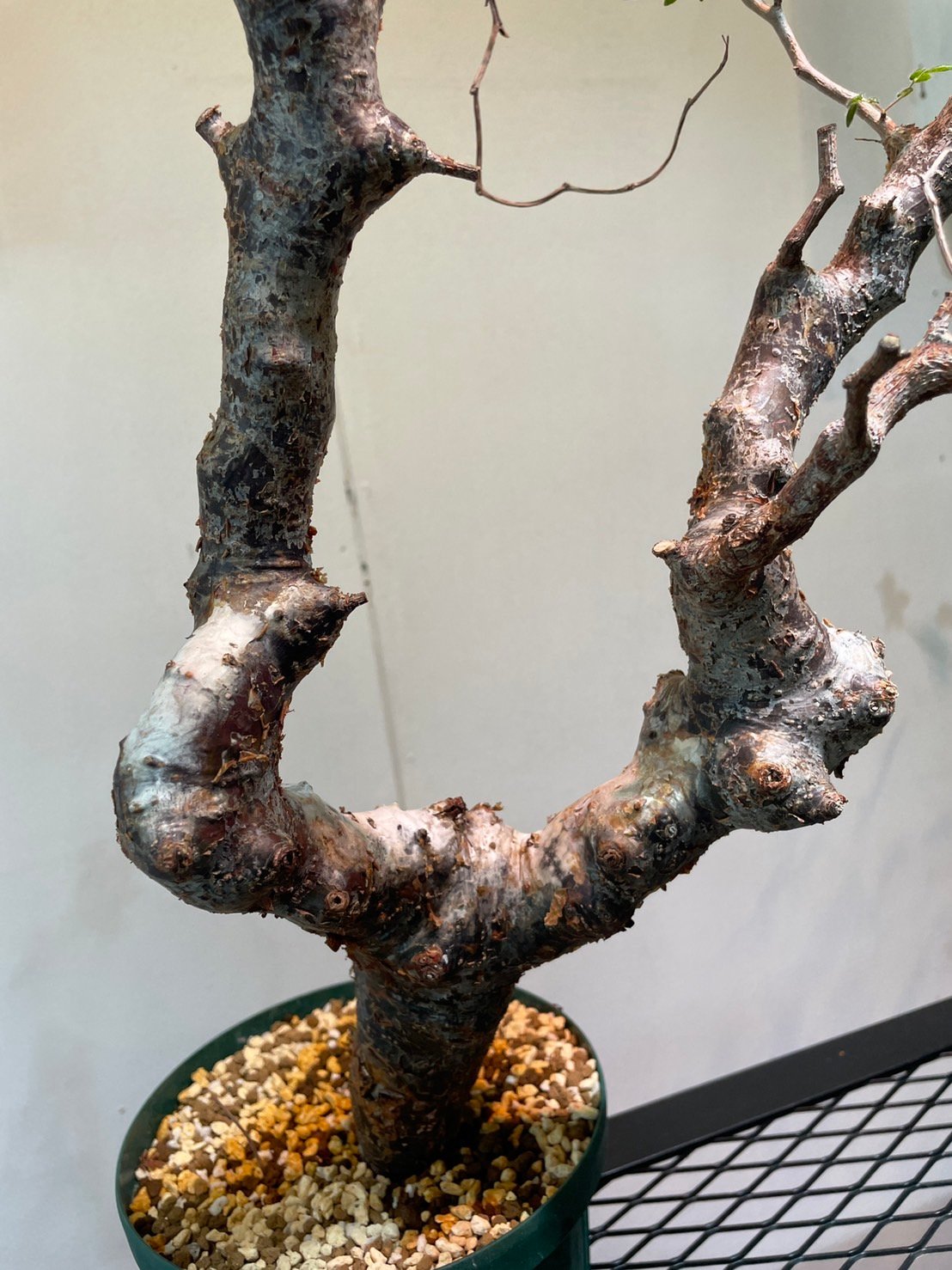 コミフォラ・モンストローサ | R_Plants.ONLINE