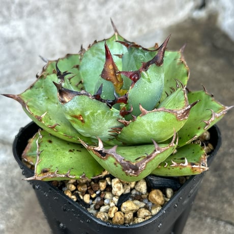 アガベオテロイ | STORES