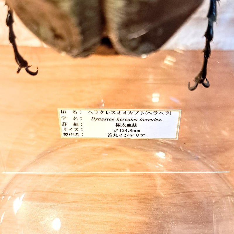 ラグジュアリー【昆虫標本】(極太血統)ヘラクレスオオカブト♂134.8mm