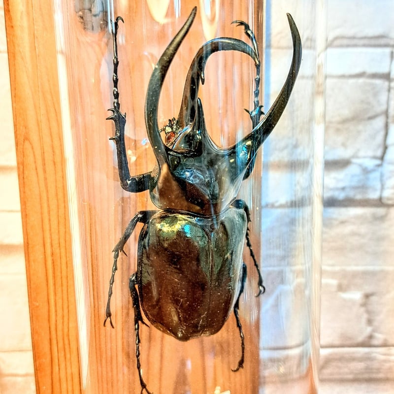 1点もの【昆虫標本】(レア品)コーカサスオオカブト♂単体99.5mmタイ産