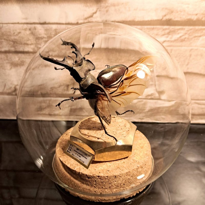 ラグジュアリー 昆虫標本】国産ミヤマクワガタ♂特大サイズ72.3mm 飛翔