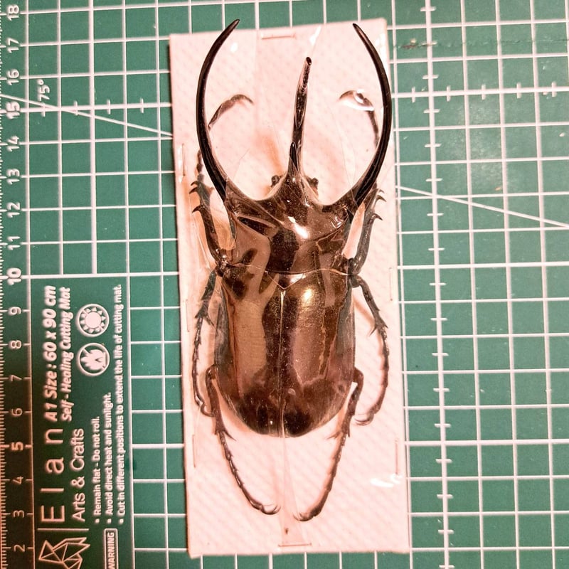 標本用死虫(パック標本) 】超特大コーカサスオオカブト♂100mmUP | 苔