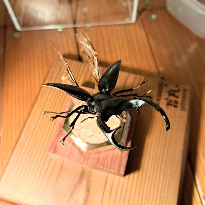 ラグジュアリー 昆虫標本】ウエストウッディオオシカクワガタ♂79.8mm
