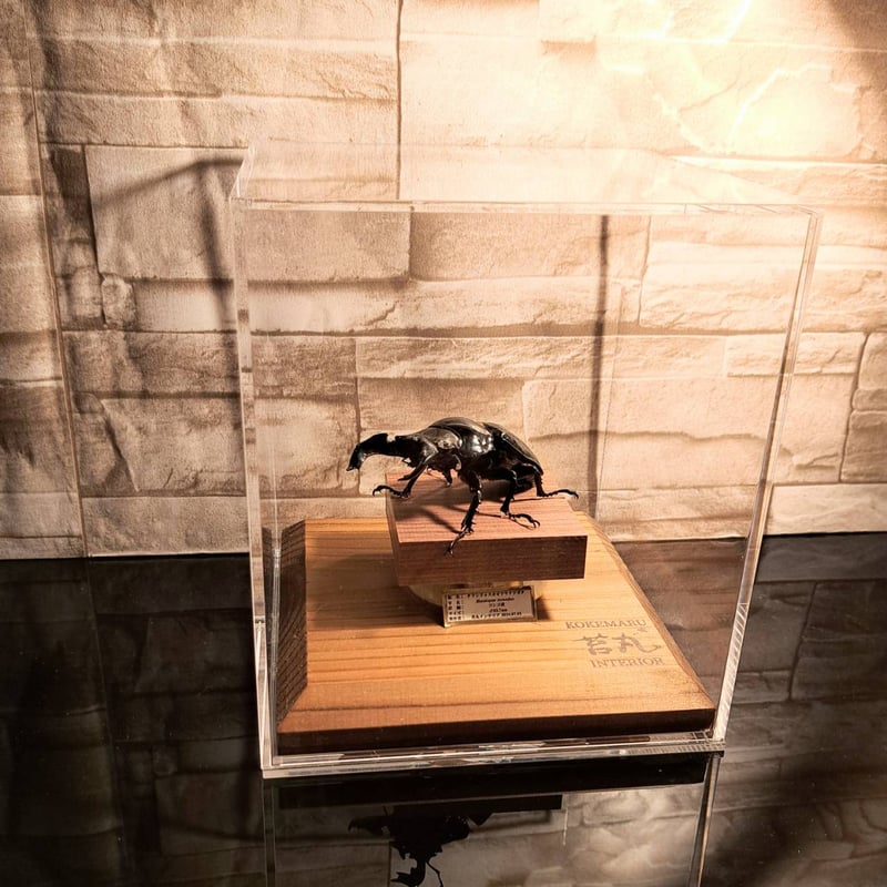 HYOHON『角』15】タランドゥスオオツヤクワガタ♂83.7mm | 苔丸