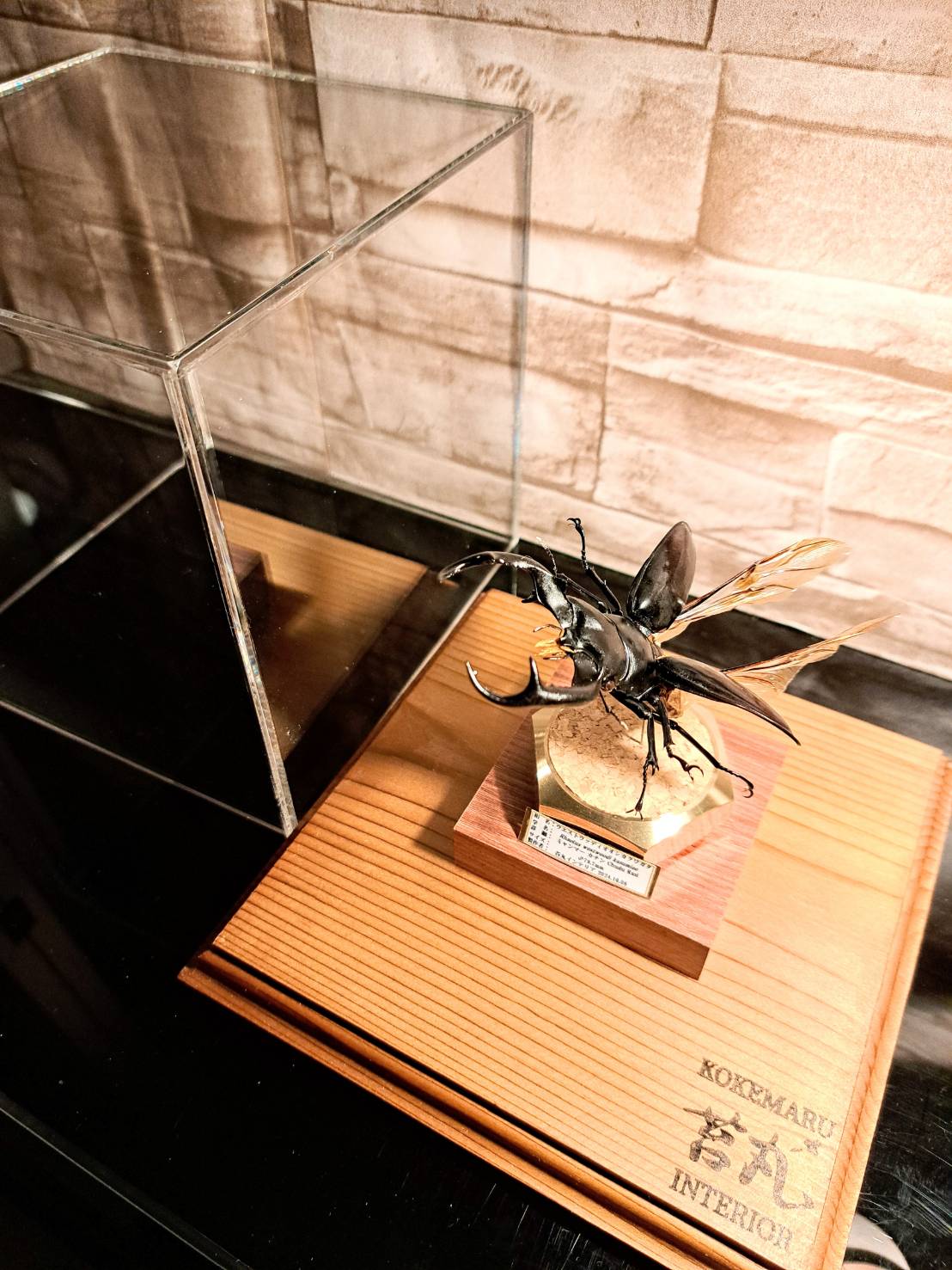 ラグジュアリー 昆虫標本】ウエストウッディオオシカクワガタ♂79.8mm