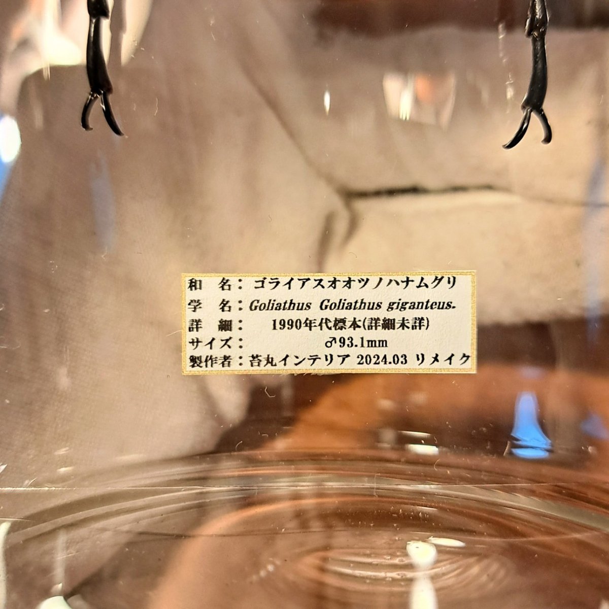 HYOHON『柱』L】年代物 ゴライアスオオツノハナムグリ♂93.1mm | 苔丸