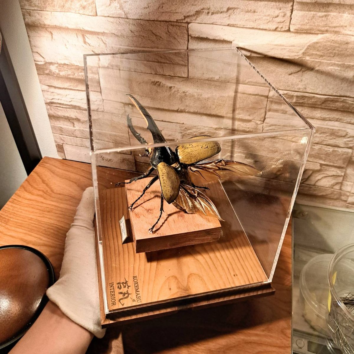 HYOHON『角』s20】ヘラクレスオオカブト♂140.2mm 立体型標本飛翔瞬間